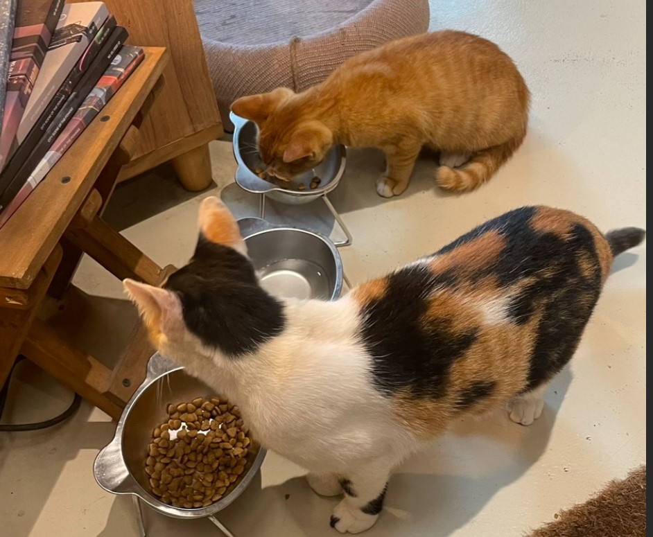 포항 허니웍스 카페 매장 안의 고양이 두 마리
